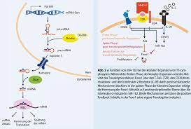 The development of life from preexisting life. Abb 1 8 Mirna Biogenese Und Funktionsweise Nach Transkription Durch Download Scientific Diagram