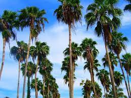 Tree Identification Washingtonia Robusta Mexican Fan Palm Washingtonia Palm Washingtonia Robusta Fan Palm