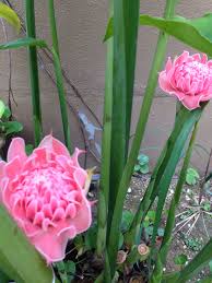 Itulah bunga krokot (moss rose), tanaman yang penuh estetika. Bunga Kantan