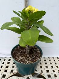 Image result for Euphorbia kilwana