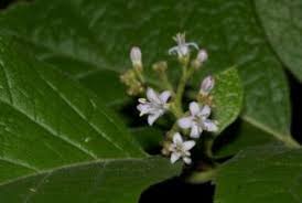 Image result for Zanha golungensis