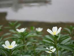 Image result for Ludwigia adscendens