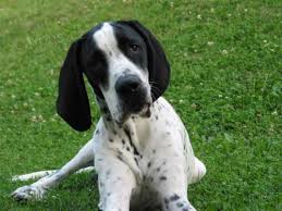 Image result for auvergneský ohař