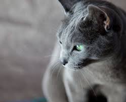 Their short, dense coat, which stands out from the body, has been the hallmark of the russian breed for more than a century. Russian Blue Cat Facts And Personality Traits Hill S Pet