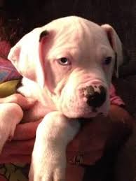 I'm the breeder behind chastains huskies located in hiawasse, ga. American Bulldog Puppies Nkc For Sale In Cleveland Georgia Classified Americanlisted Com