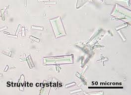 Struvite and struvite crystals can be a normal finding in your cat's urine at a low level but become problematic when the crystals combine to form grit or stones of varying shapes and sizes. What Dry Food Does To Your Cat S Pee