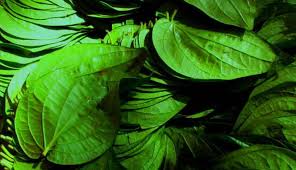 Daun yg biasa digunakan untuk warna kuku ini ternyata banyak manfaatnya loh! Manfaat Sehat Daun Sirih Ini Ternyata Hanya Mitos