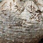 Image result for Coccinia mildbraedii