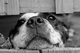 Our mobile animal veterinarian in norwalk, ca is an innovative way in making pet care available to everybody in the area. Family Pet Veterinary Center Offers Affordable And Friendly Care For Dogs Reptiles And Other Animals Grimes Journal