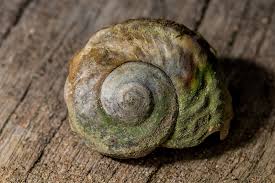 Image result for Blotiella crenata