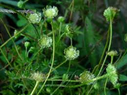 Image result for Cotula australis