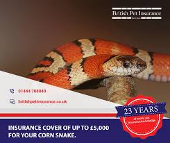 Pet food, storebought or prescribed. British Pet Insurance Britishpetins Twitter