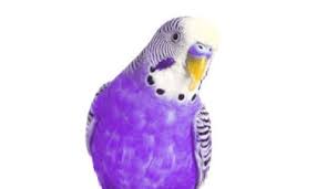 Pet bird nest hammock swing hanging chew toys parrot parakeet budgie birdcage 1x. Purple Parakeets As Pets A Complete Guide For First Time Buyers Embora Pets