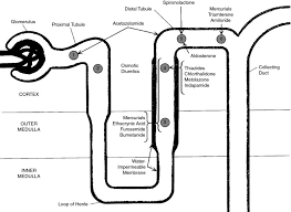 Image result for Diuretic