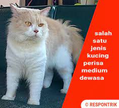 Harga kucing kucing anggora kucing anggora persia jual kucing. Harga Kucing Persia Medium Peaknose Flatnose Umur 1 2 3 Bulan
