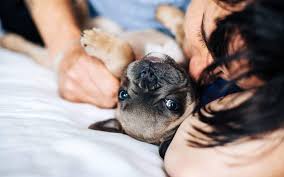 Plenty of small pets that are friendliest, cheap, easier to care for, and are low ma. 10 Small Ways To Bond With Your Dog Every Single Day The Dog People By Rover Com