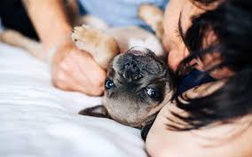 Advertisement pets make wonderful companions. 10 Small Ways To Bond With Your Dog Every Single Day The Dog People By Rover Com