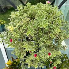 Image result for Mezoneuron welwitschianum