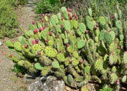If the soil is not dry, move the pot to an area where the cactus can get more sun. 1028 Winter Hardy Cacti Planttalk Colorado