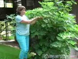 They enter plant roots and feed on plants much like leeches do on animals. How To Care For Fruit Trees Tips For Growing A Fig Tree Youtube
