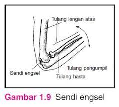Berdasarkan sifat gerak inilah, sendi dibedakan menjadi sendi 1) sendi peluru sendi peluru merupakan hubungan dua tulang yang memungkinkan terjadinya gerakan ke segala arah. 1 Sendi Engsel Sendi Engsel Adalah Persendian Yang Memungkinkan Terjadinya Gerakan Ke Satu Arah Contohnya Persendian Pada Tulang Siku Dan Lutut Pdf Download Gratis