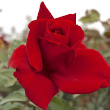 Van Zyverden Red Rose Mister Lincoln Root Stock 83881 The Home Depot