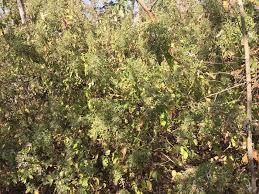 Image result for Mellera nyassana