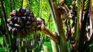 Di sumatra pada masa silam daun nipah yang muda dinamai pucuk. Manfaat Daun Palem Nipah Dan Cara Mengolah Buahnya