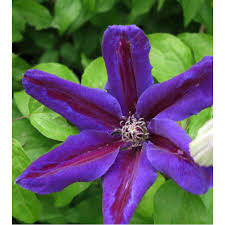 We did not find results for: Clematis Wildfire Yurta Ro