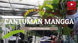 Gambar bagian bagian tumbuhan dan keterangannya. Cantuman Mangga Chokanan Dan Harum Manis Youtube