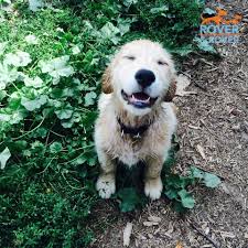 Lagotto romagnolo puppies for sale australia. Lagotto Romagnolo Puppies For Sale Australia Bmo Show