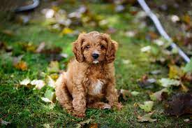 Cute Cavapoo Puppies For Sale In Sg March 2021 Updated