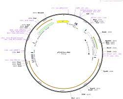 Without proper software you will receive a windows message how do you want to open this file? Addgene Pt3 Ef1a C Met
