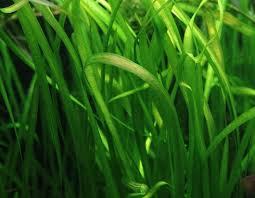 Image result for Vallisneria spiralis