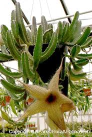 Image result for Stapelia gigantea