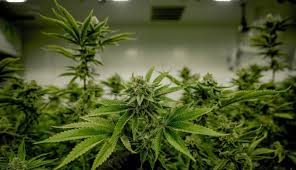 La dépénalisation et légalisation du cannabis en france ! De Nombreux Etats Americains Legalisent Le Cannabis Forbes France