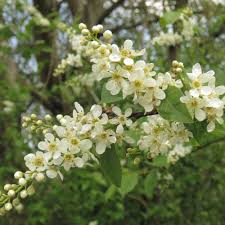 Image result for Prunus