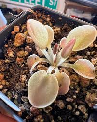 Image result for Pteronia acuminata