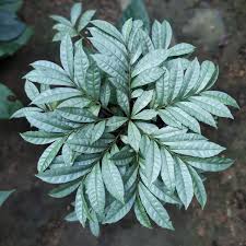 Image result for Ardisia staudtii