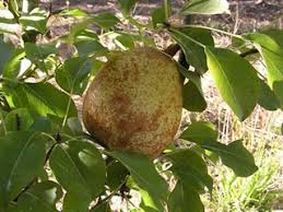 Growing your own fruit is so special. Heirloom Fruit Trees 200 Year Old Babies At The Beekman Beekman And Me