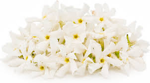 Image result for Jasminum bakeri