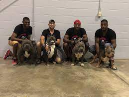 American bully male, 19 weeks inland empire, california. California Solid Black American Bully Puppies G Train Bullies