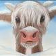 Snowy Highland Calf event in Lone Tree, CO