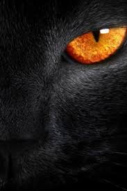 I5 Black Tiger Eye Hd Wallpaper Download To Your Mobile From Phoneky The tiger is one of the most gorgeous creatures on earth, and dedicated unsplash photographers have ventured into the jungle and captured tigers in all of their glory. i5 black tiger eye hd wallpaper