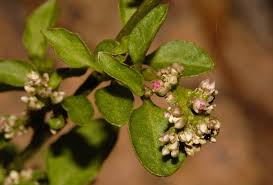 Image result for Celosia trigyna