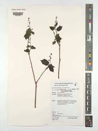 Image result for Tannodia swynnertonii