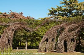 Image result for hornbeam hedge in winter