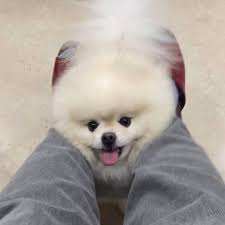 過年去好萊屋博美犬Hollywood pomeranian頑皮了八天，剪了圓滾滾的髮型回家，好可愛！謝謝照顧🥰🥰🥰