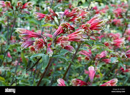 Image result for Alstroemeria pulchella