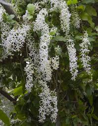 Image result for Petrea volubilis